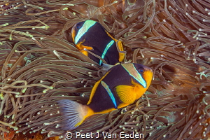 Twobar clown fishes  protect their anemone home fiercely. by Peet J Van Eeden 